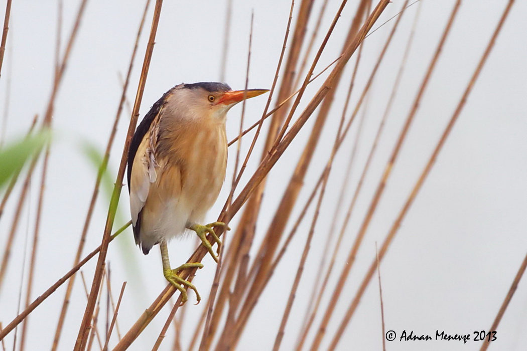 Little Bittern